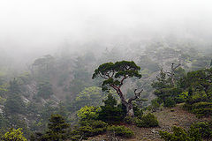 photo "In the fog"