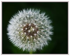 photo "***"