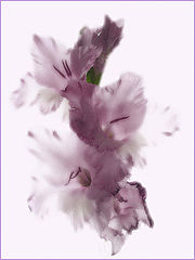 photo "***"