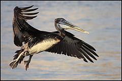 фото "Pablo the Pelican"