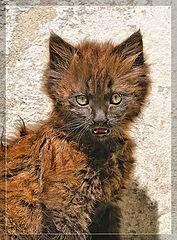 photo "Little Devil"