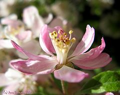 photo "Flower of apple tree"