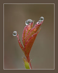 photo "***"