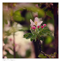 photo "***"