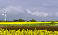photo "Rapeseed panorama..."