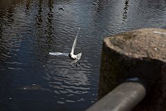 photo "***"