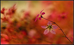 photo "***"