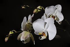 photo "white orchids"