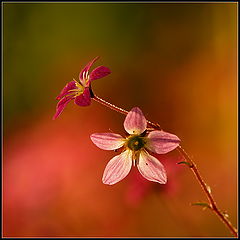 photo "***"
