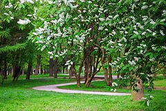photo "Sentimentality"