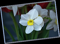 photo "***"