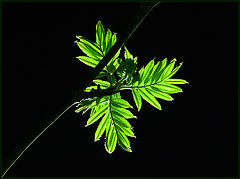 photo "the colour of the May night"