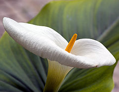 photo "FLOWER"