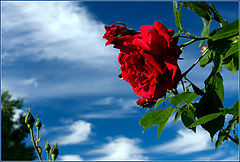 photo "***"