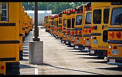 фото "busy buses..."