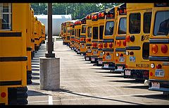 photo "busy buses..."