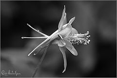 фото "Aquilegia"