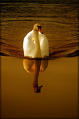 photo "***"