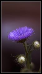фото "Powder Blue"