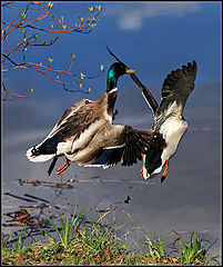 photo "Fly there"