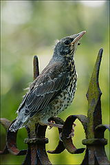 photo "young Turdus pilaris :)"