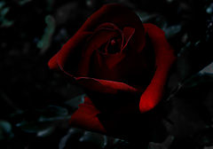 photo "dark rose"