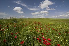 photo "The Field"