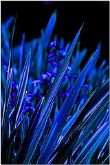 photo "Indigo"