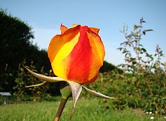 photo "***"