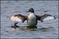 фото "big daddy (podiceps major)"