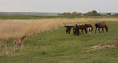 photo "***"