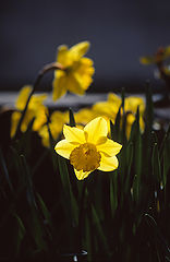 фото "mountain flowers"