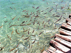 photo "Dream all fishers."