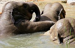 фото "Elephant bath."
