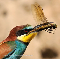 photo "merops apiaster"