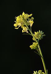photo "flores silvestres-1"