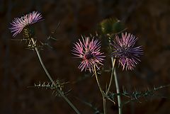 photo "flores silvestres-2"
