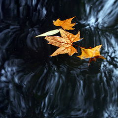 photo "Rhythm&Colors 2"