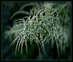 photo "***"