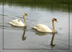 фото "Moving"