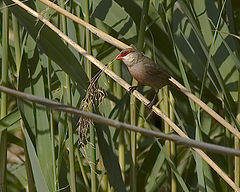 photo "ESTUARY BIRD"