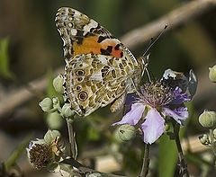 photo "Estuary Butterfly"