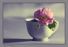 photo "***"