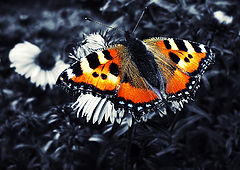 photo "***"