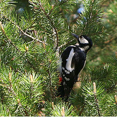 photo "Forest bird"