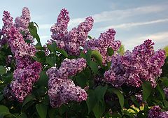 photo "The Lilac"