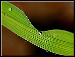 photo "Curvy"