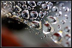 photo "Suspended Animation"