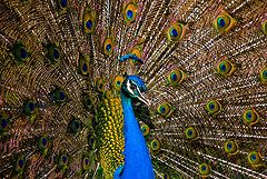 photo "pavone"