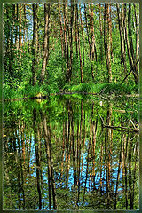 photo "Лес"
